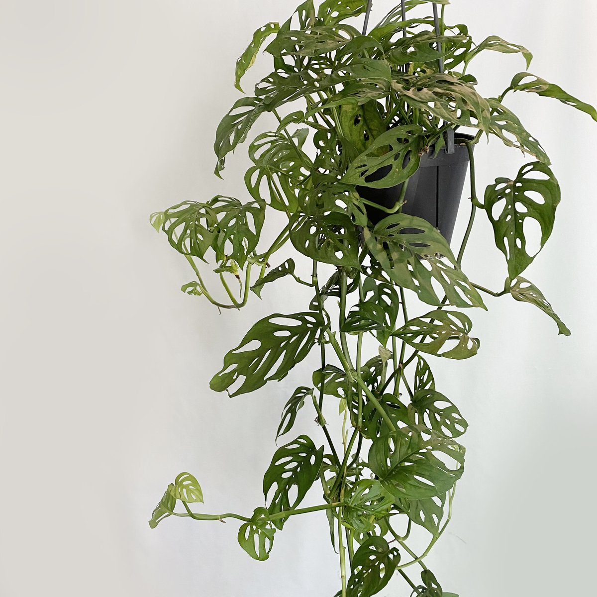 マドカズラ つる 現品 希少 マドカズラ 斑入り 観葉植物 レア かわいい