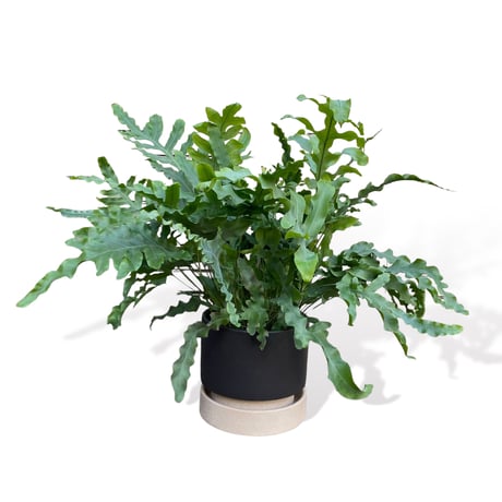 フレポディウム　オーレム　ブルースター　POT付　　Phlebodium aureum  "Blue Star"
