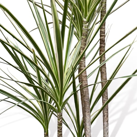 ドラセナ　コンシンネ　ホワイボリー　Dracaena concinna ”whibolly”