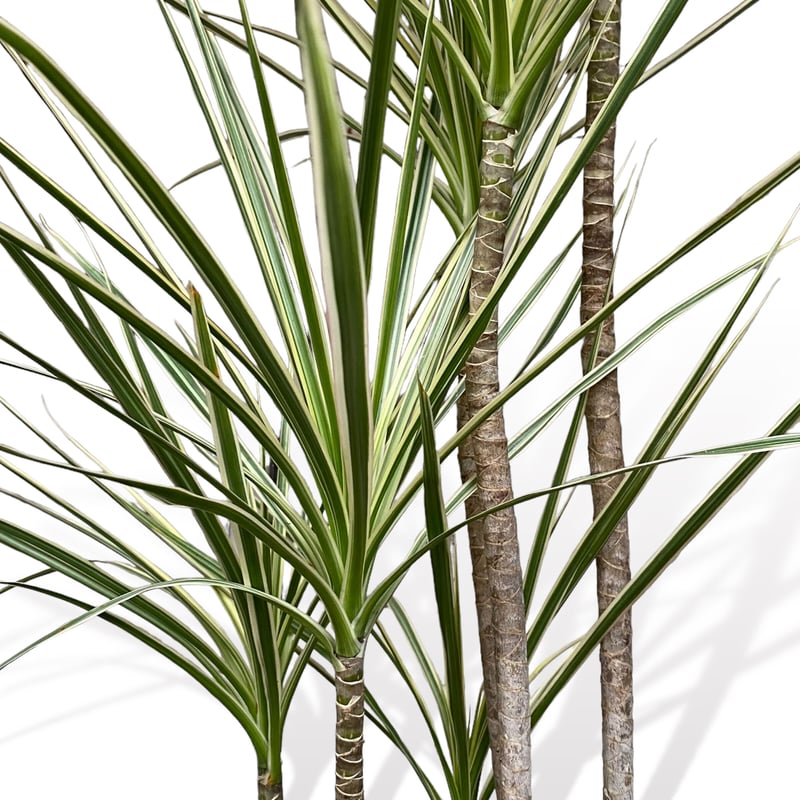 ドラセナ コンシンネ ホワイボリー Dracaena concinna ”whibolly