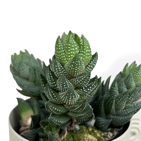 ハオルチア　カルウィニー　Haworthia reinwardtii var. ”Chalwinii”