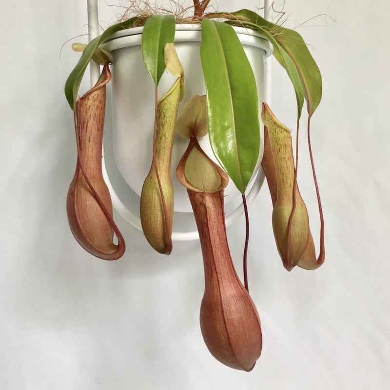 ウツボカズラ ネペンテス アカネ POT付 | C STORE C