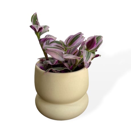 トラディスカンチア　Tradescantia