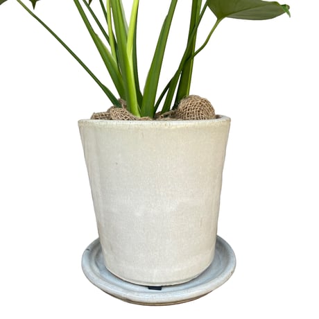 モンステラ　デリシオーサ　Monstera ”Deliciosa”