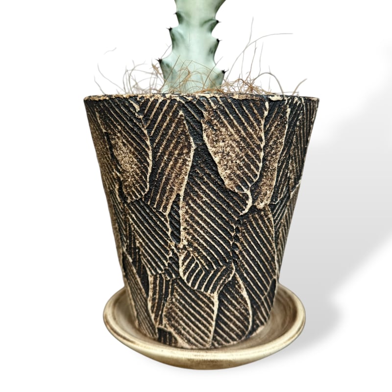 ◆ユーフォルビア☺︎ホワイトゴースト7号鉢付き◆ ザ・ファームセレクト]ユーフォルビア：ホワイトゴースト 7号 の