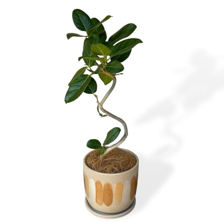 フィカス　ベンガレンシス　Ficus "benghalensis"