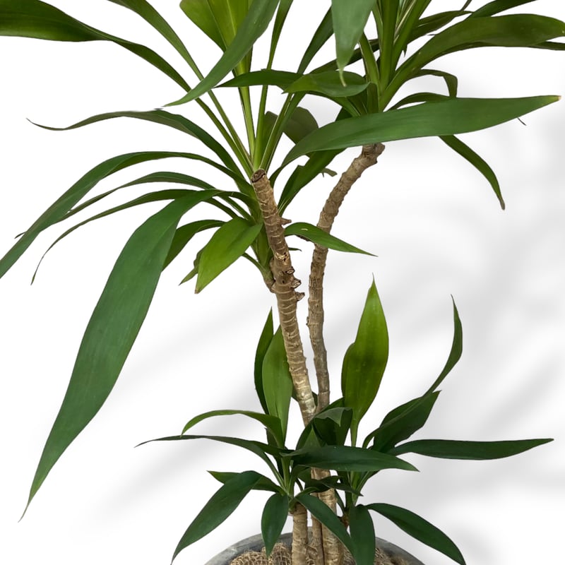 人気！ヘテロパナックス　コルジリネストリクタ根上がり 観葉植物　361 人気！ヘテロパナックス コルジリネストリクタ根上がり 観葉植物 361