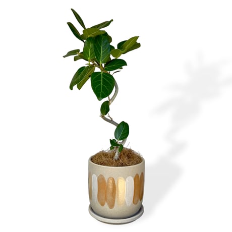 フィカス　ベンガレンシス　Ficus "benghalensis"