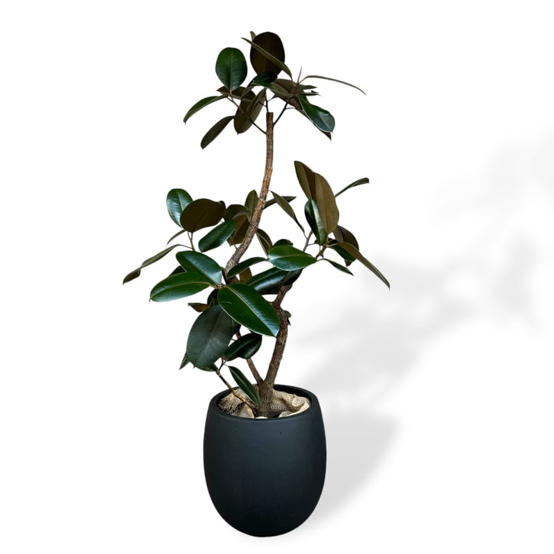 お届け地域限定】フィカス バーガンディー | C STORE C