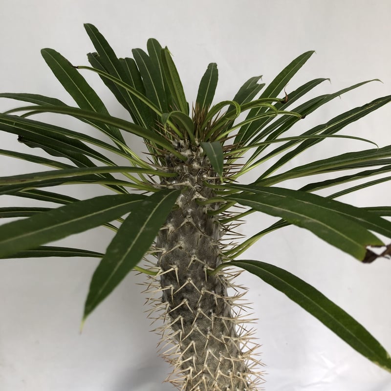 パキポディウム ラメリー | C STORE C