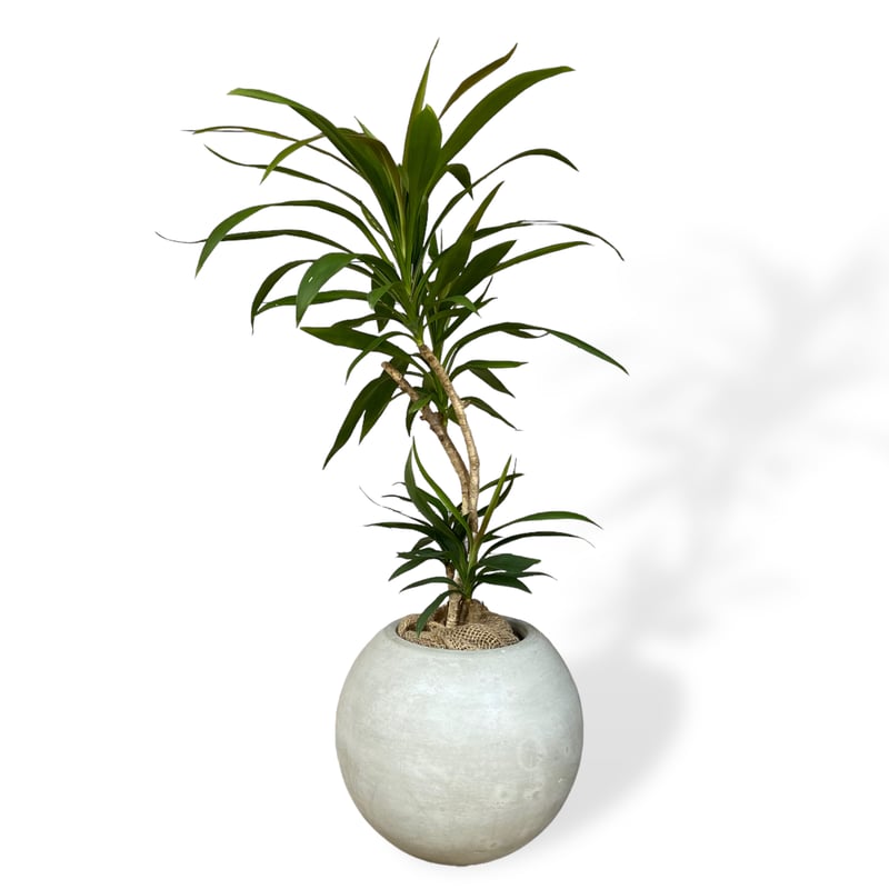 人気！ヘテロパナックス コルジリネストリクタ根上がり 観葉植物 361