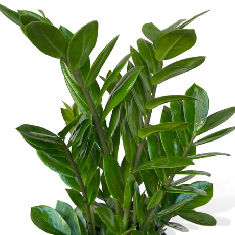 ザミオクルカス　ザミーフォリア　Zamioculcas zamiifolia