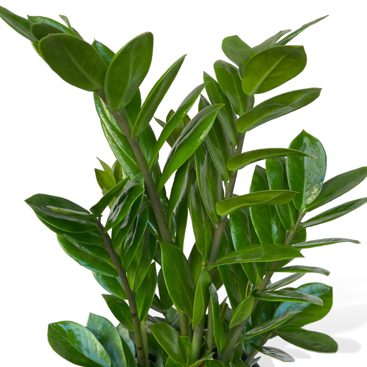 ザミオクルカス ザミーフォリア Zamioculcas zamiifolia | C STORE C