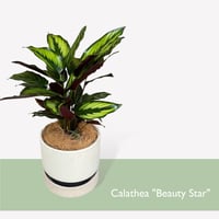 カラテア　ビューティースター　Calathea　"Beauty Star"