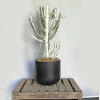 【お届け地域限定】ユーフォルビア　ホワイトゴースト　POT付