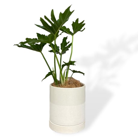 フィロデンドロン　セローム　Philodendron ”Selloum”