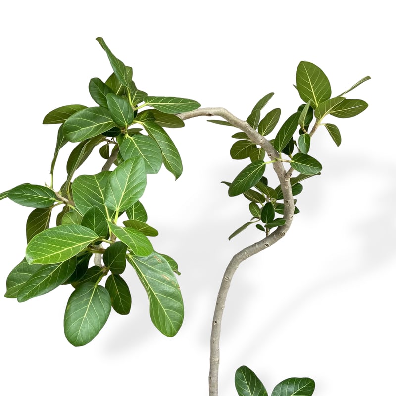 お届け地域限定】フィカス ベンガレンシス Ficus ”Benghalensis” | C