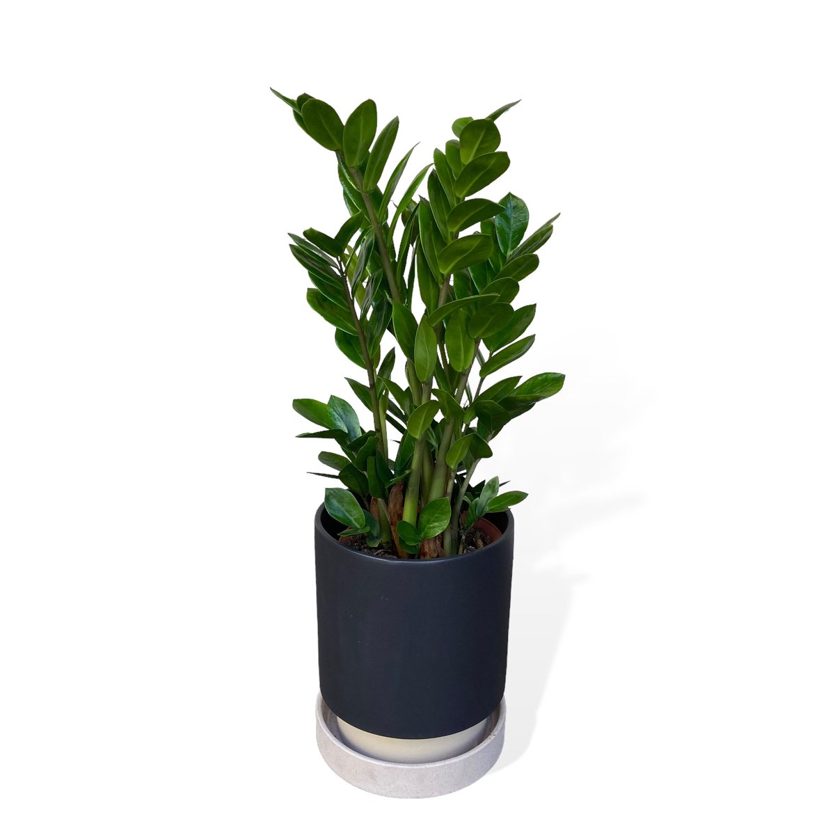 ザミオクルカス ザミーフォリア Zamioculcas zamiifolia | C STORE C