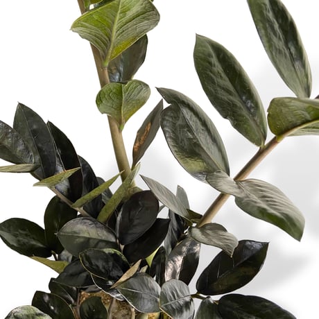 ザミオクルカス　レイヴン　POT付　Zamioculcas zamiifolia　”Raven"