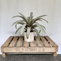 フリーセア　サンデルシー　POTカバー付
