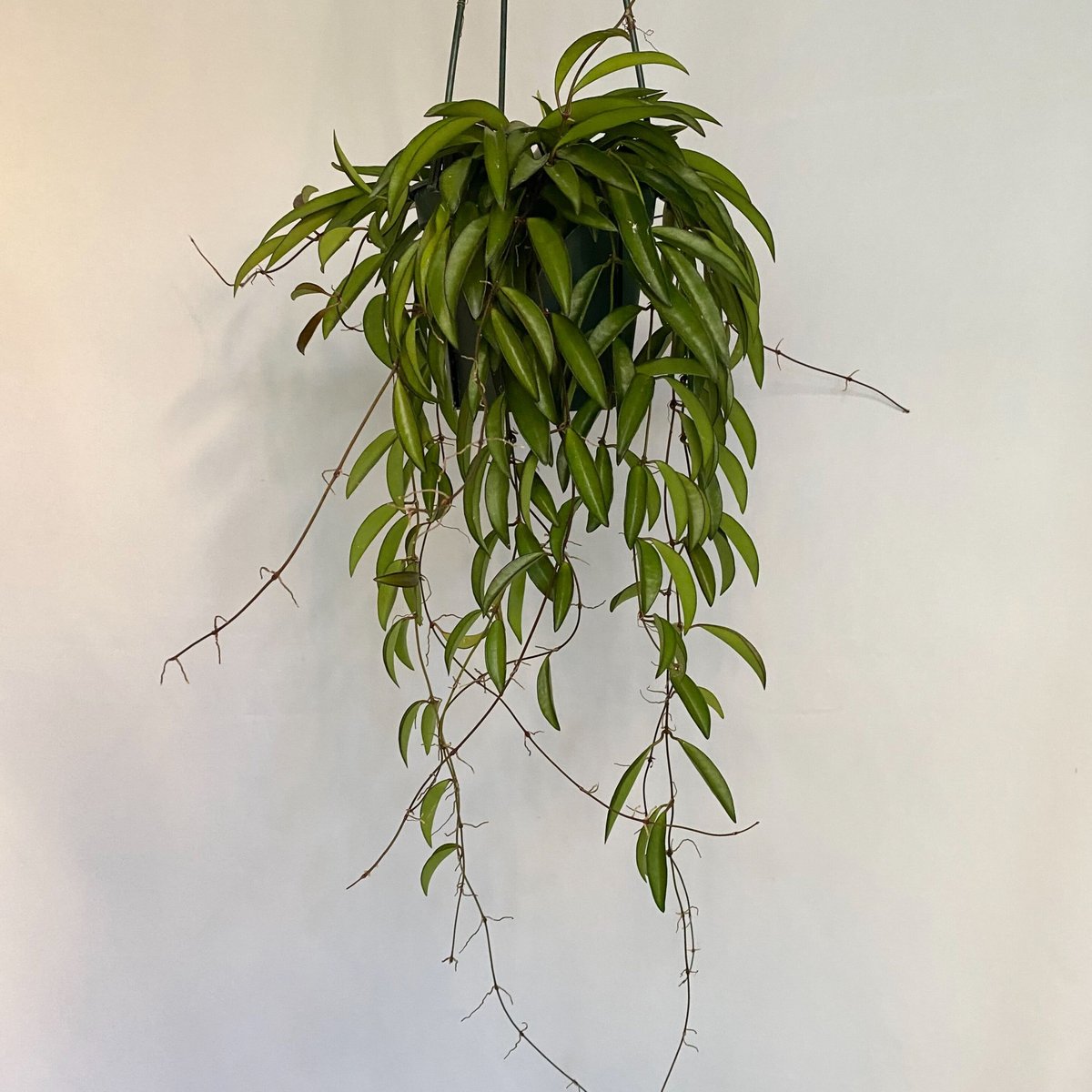 ホヤ・チャイナビーンズ 写真の全部鉢付きでメルカリ便発送予定 ホヤ・チャイナビーンズ 写真の全部鉢付きでメルカリ便発送予定 ホヤ