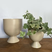ヘデラ　グレーシャー　POT付（ivory / black）