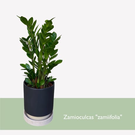 ザミオクルカス　ザミーフォリア　Zamioculcas zamiifolia