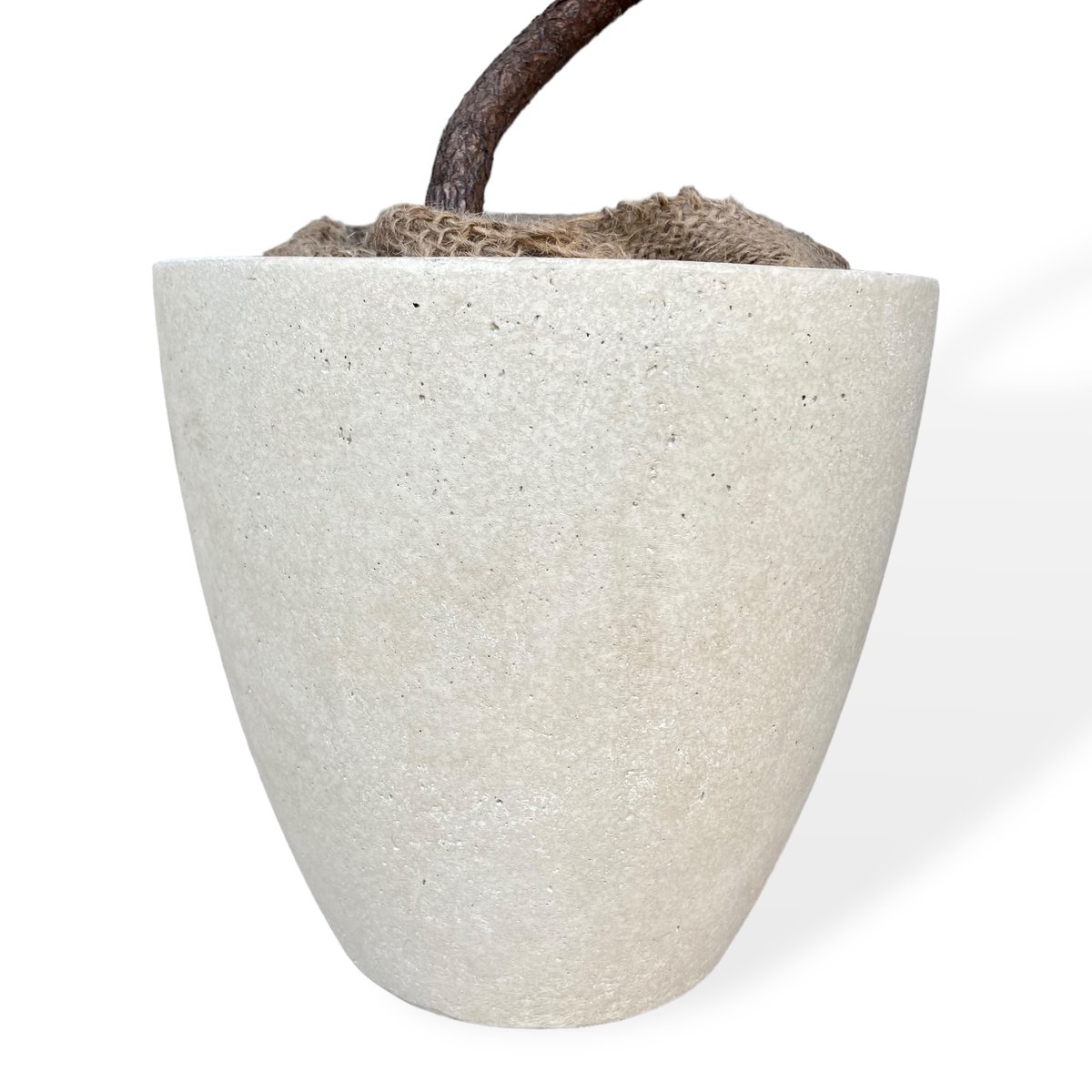 ☆フィカスリラータ バンビーノ•カシワバゴム 112cm 曲がり仕立て♪ フィカス リラータ バンビーノ（カシワバゴム） Ficus lyrata