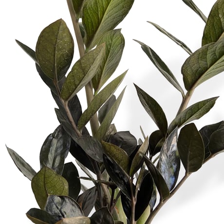 ザミオクルカス　レイヴン　POT付　Zamioculcas zamiifolia　”Raven"