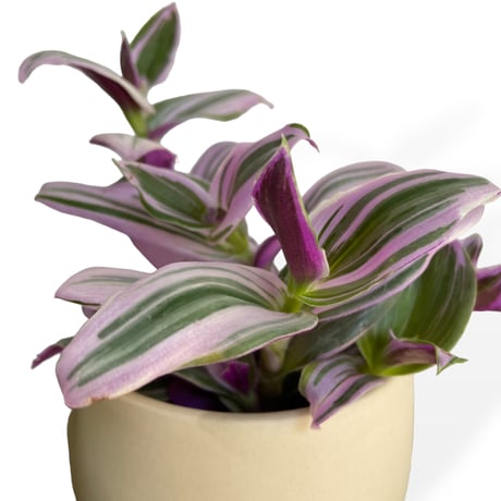 トラディスカンチア　Tradescantia
