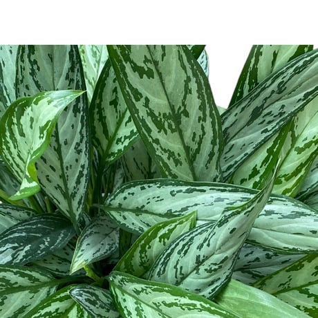 アグラオネマ シルバークイーン　POT付　　Aglaonema "Silver Queen"