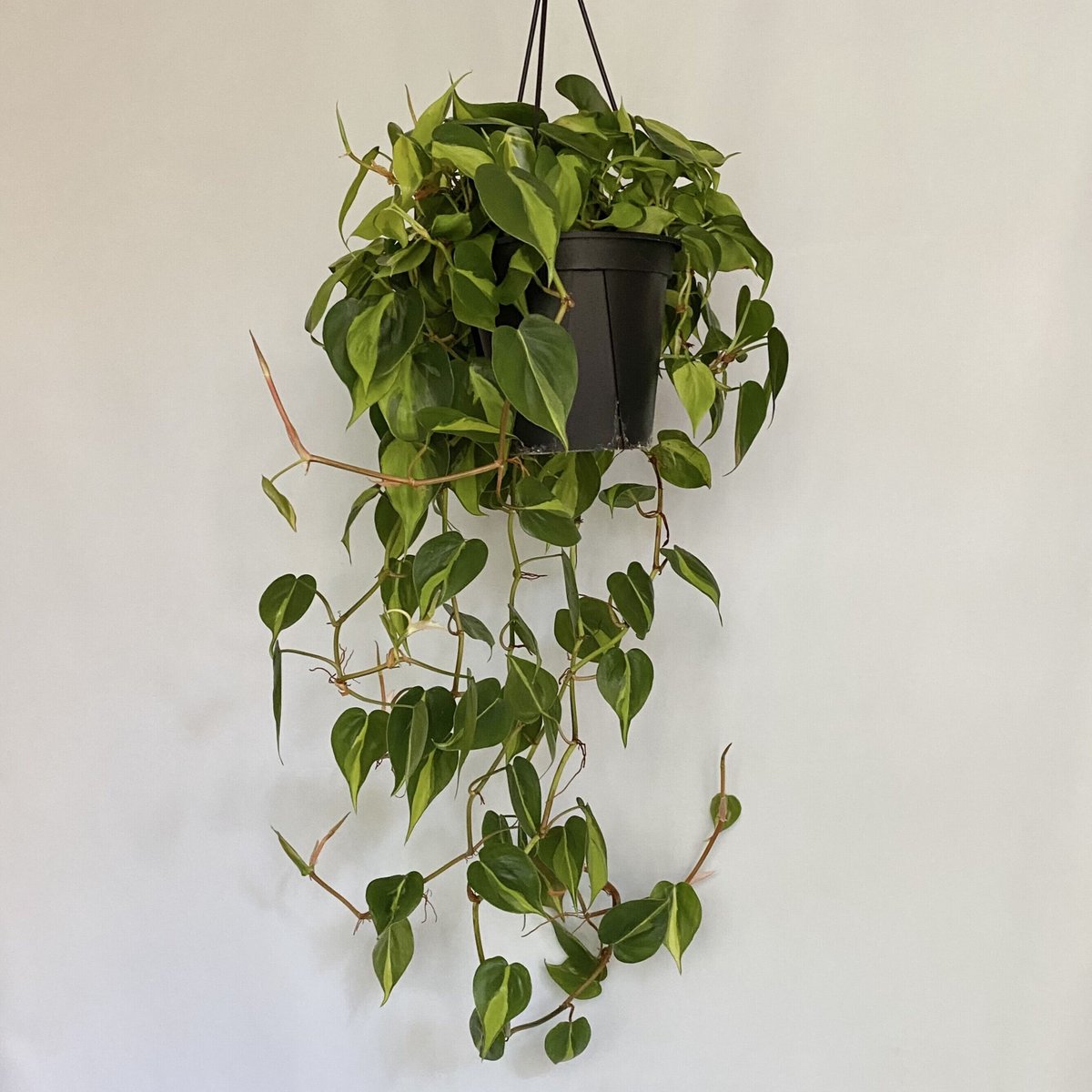 フィロデンドロン オキシカルジウム ブラジル | C STORE C