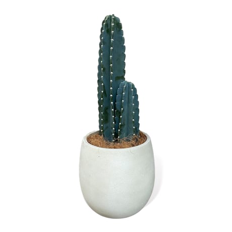 柱サボテン　鬼面角　Cereus"Repandus"