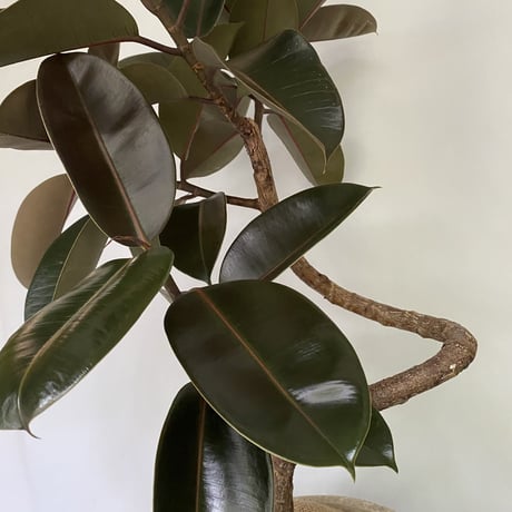 フィカス　バーガンディー　POT付