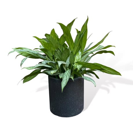アグラオネマ シルバークイーン　POT付　　Aglaonema "Silver Queen"