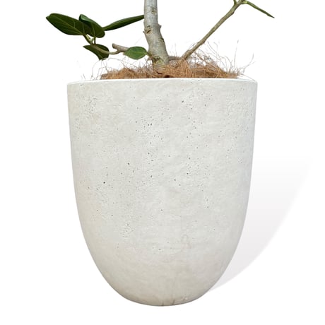 フィカス　ベンガレンシス　Ficus "benghalensis"