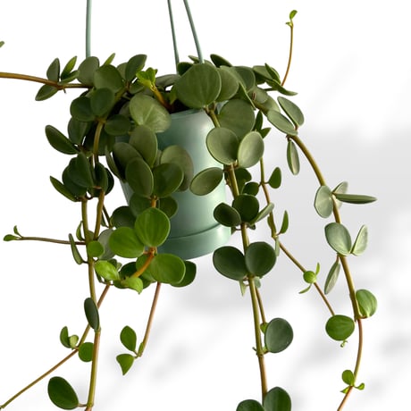 ペペロミア　ホープ　Peperomia obtusifolia "Hope"