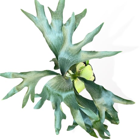 プラティセリウム　ネザーランド　　Platycerium "Netherlands"