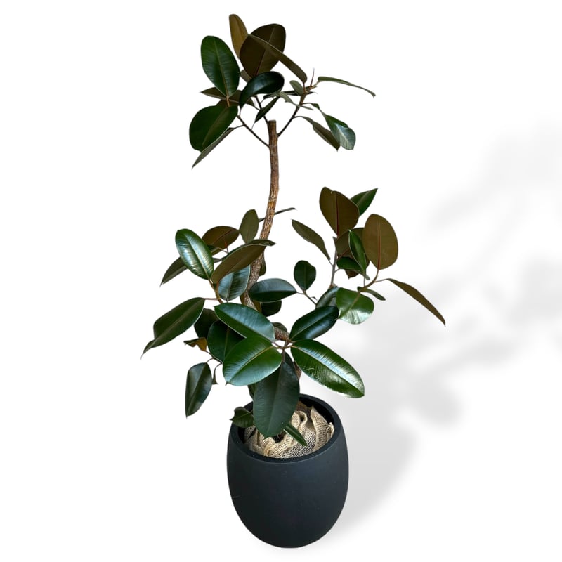 お届け地域限定】フィカス バーガンディー | C STORE C