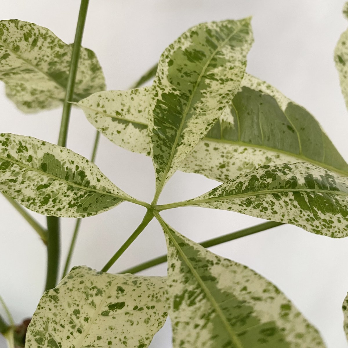 コロカシア ミルキーウェイ / Colocasia Milky Way / 検索用 コロカシア アロカシア 班入り】 - 観葉植物