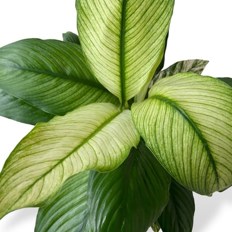 スパティフィラム　センセーション　バリエガータ　Spathiphyllum ”Sensation” Variagata