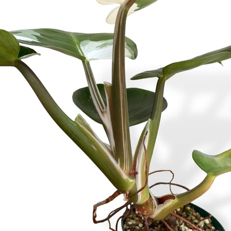 フィロデンドロン　ホワイトナイト　Philodendron White knight