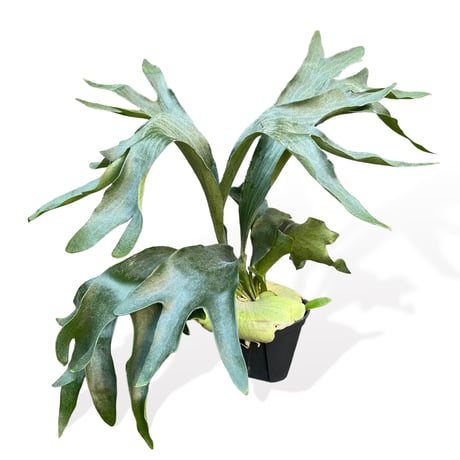 プラティセリウム　ネザーランド　　Platycerium "Netherlands"