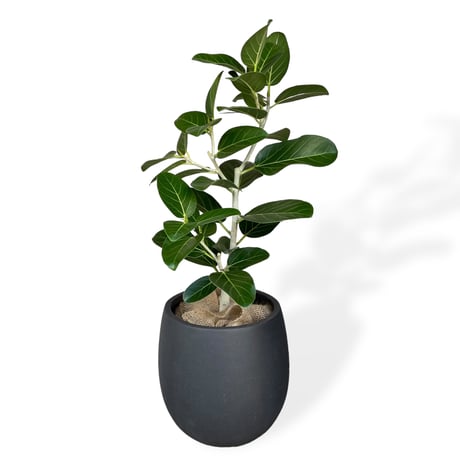 フィカス　ベンガレンシス　Ficus benghalensis