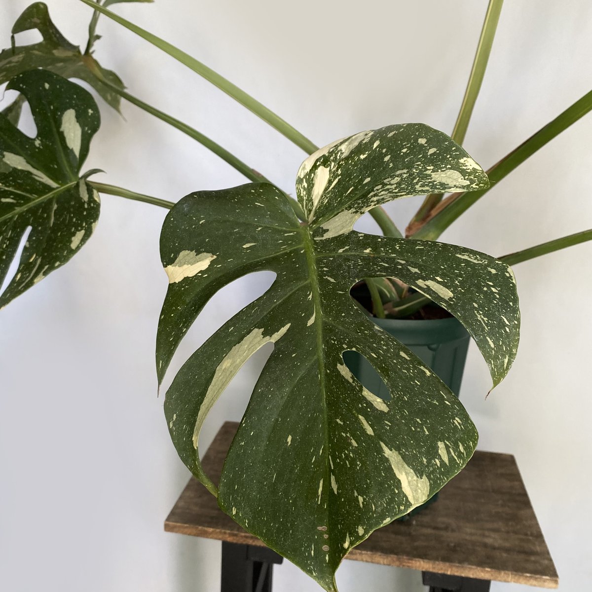 お届け地域限定】モンステラ デリシオーサ イエローモンスター