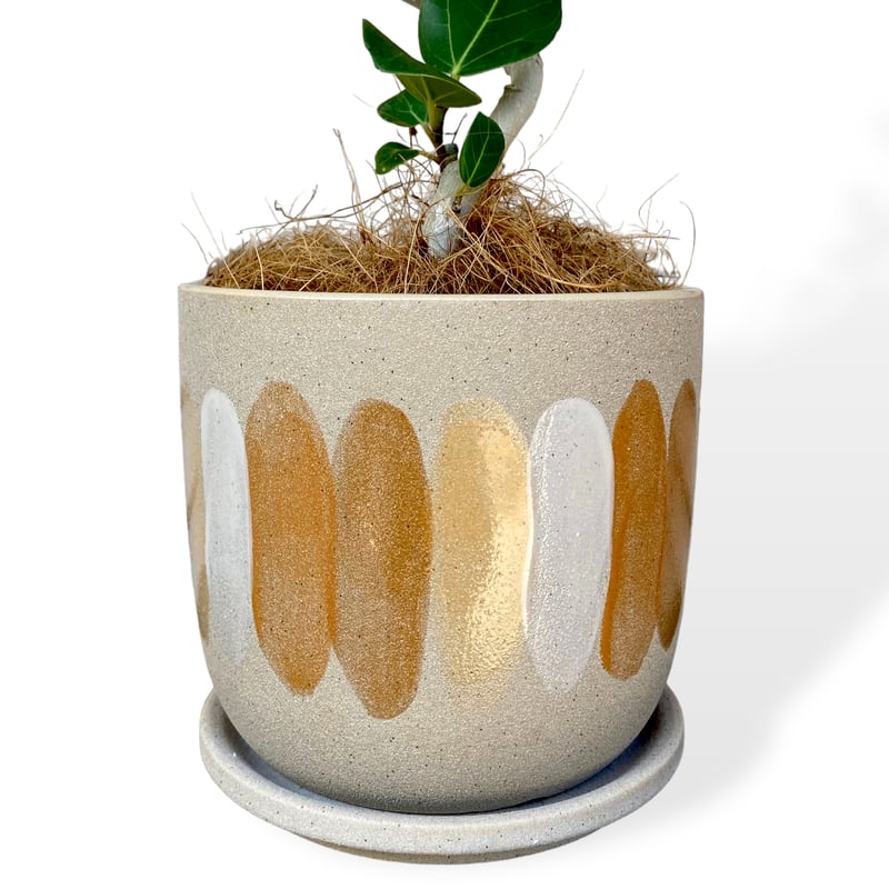 一級品 フィカス ベンガレンシス　Ficus benghalensis 曲がり フィカス ベンガレンシス 曲がりアレンジ【観葉植物 8号鉢:リビングや