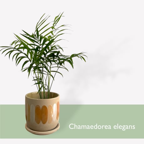 テーブルヤシ　POT付　Chamaedorea elegans