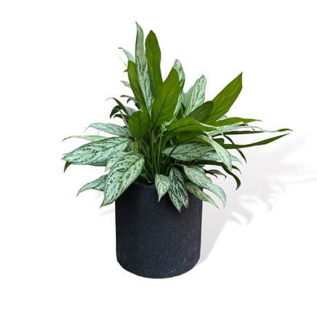 アグラオネマ シルバークイーン　POT付　　Aglaonema "Silver Queen"