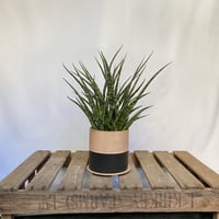 サンスベリア　ファーンウッド　POT付