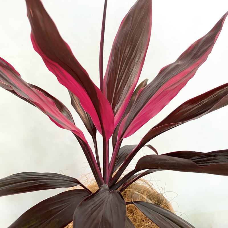 ドラセナ アイチアカ POT付 | C STORE C